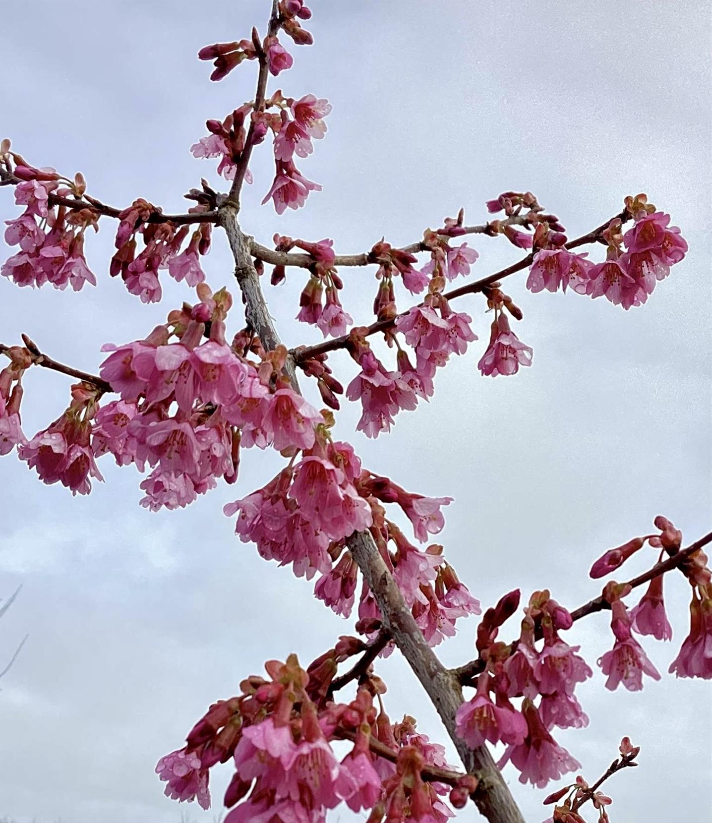 Prunus 'Okame' (cherry 'Okame') 1/2 Std Girth 10-12cm - 200-250cm, 25lt