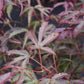 Acer palmatum 'Shirazz' | Japanese Maple - Bushy - 110-140cm - 15lt