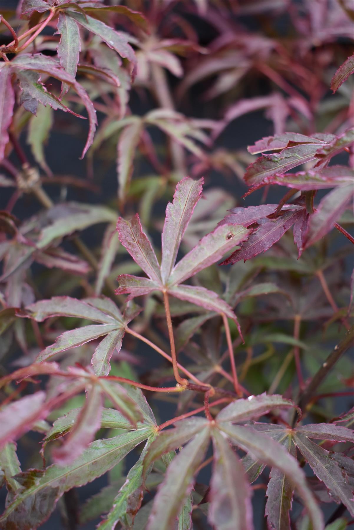 Acer palmatum 'Shirazz' | Japanese Maple - Bushy - 110-140cm - 15lt