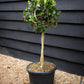 Holly | Ilex 'Nellie R. Stevens' - Clear Stem 40cm - Height 80-100cm - 15lt