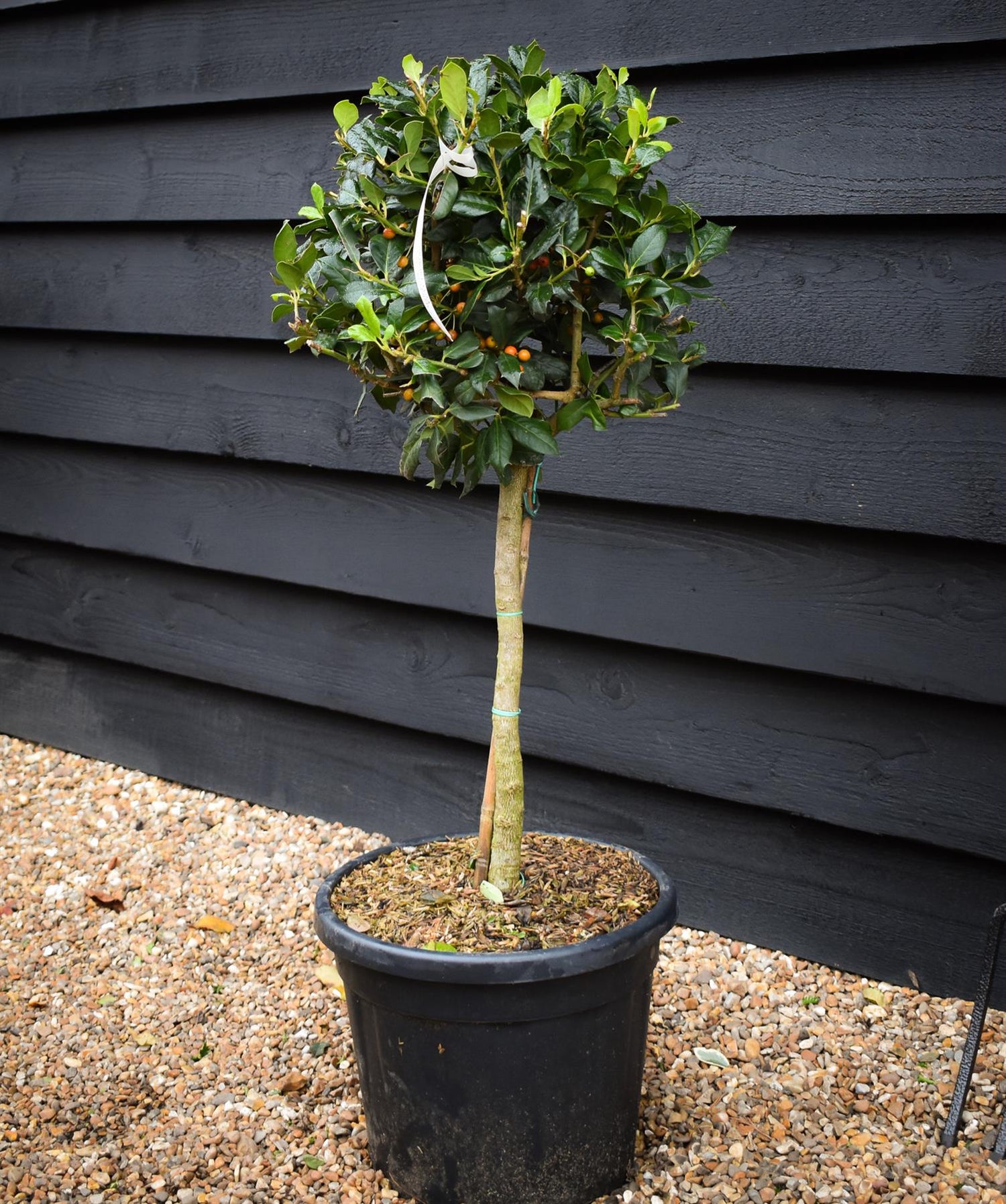 Holly | Ilex 'Nellie R. Stevens' - Clear Stem 40cm - Height 80-100cm - 15lt