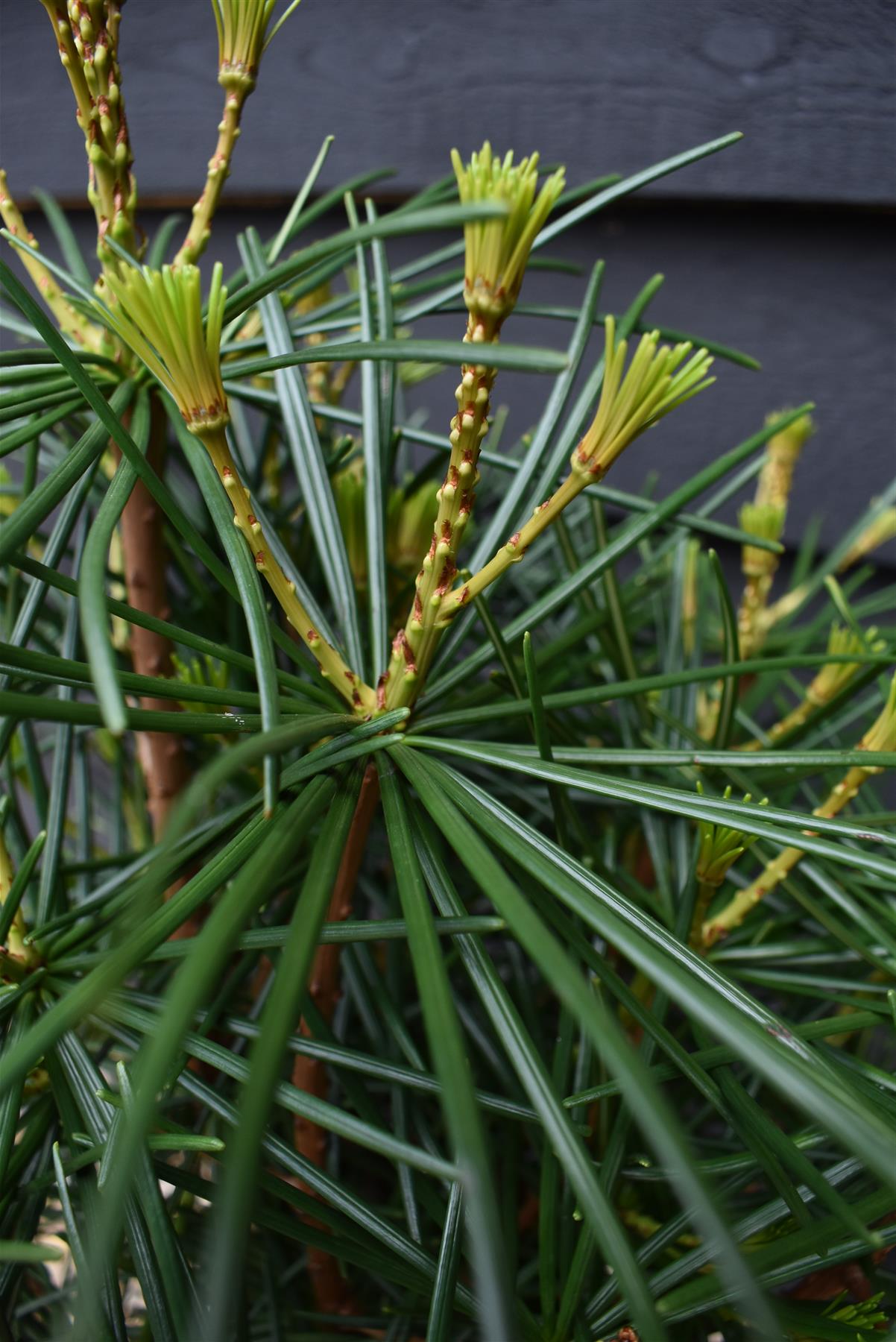 Sciadopitys Verticillata | Japanese umbrella tree - Height 50-70cm - 11lt