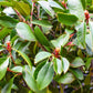 Photinia Red Robin | Christmas berry 'Red Robin' - Clear Stem 170cm - Height 200-250cm - 45lt