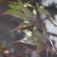 Acer palmatum 'Bloodgood' | Bloodgood Japanese Maple - Height 200-240cm - 130lt