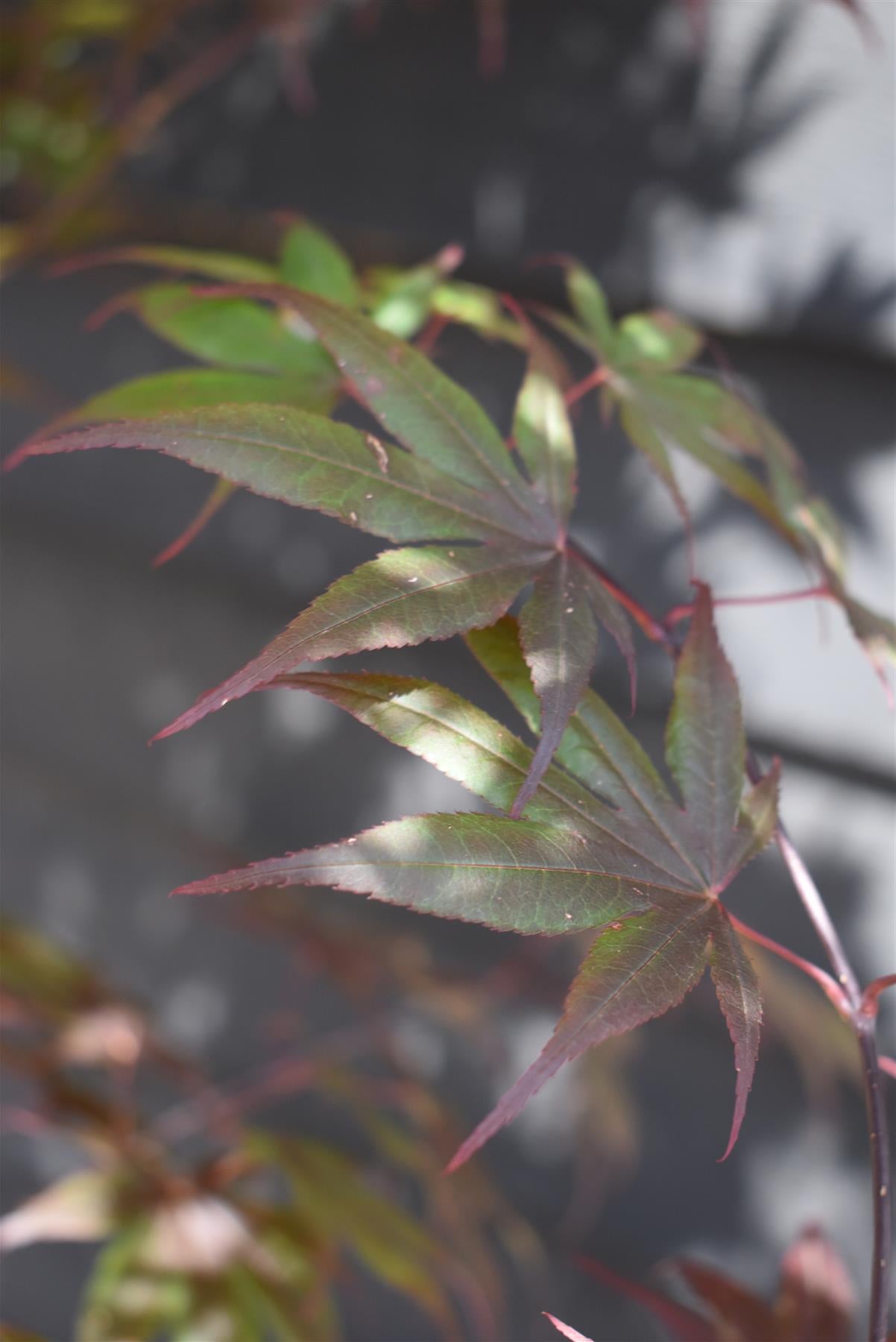 Acer palmatum 'Bloodgood' | Bloodgood Japanese Maple - Height 200-240cm - 130lt