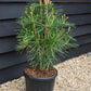 Sciadopitys Verticillata | Japanese umbrella tree - Height 50-70cm - 11lt