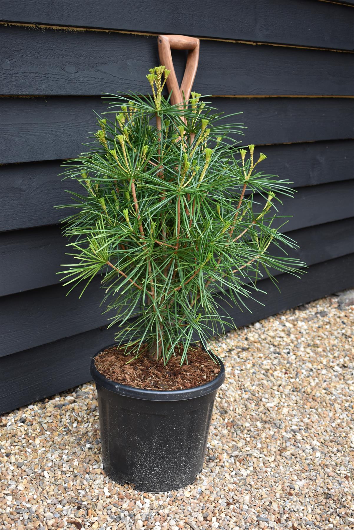 Sciadopitys Verticillata | Japanese umbrella tree - Height 50-70cm - 11lt