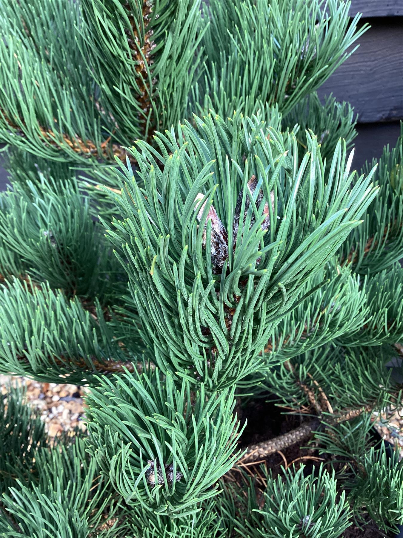 Pinus nigra 'Oregon Green' | Austrian pine 'Oregon Green' - Height 100cm - Width 60-70 - 25lt