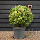 Euonymus japonicus 'Aureus' | Japanese spindle 'Aurea' - Ball - Height 60cm - 30lt