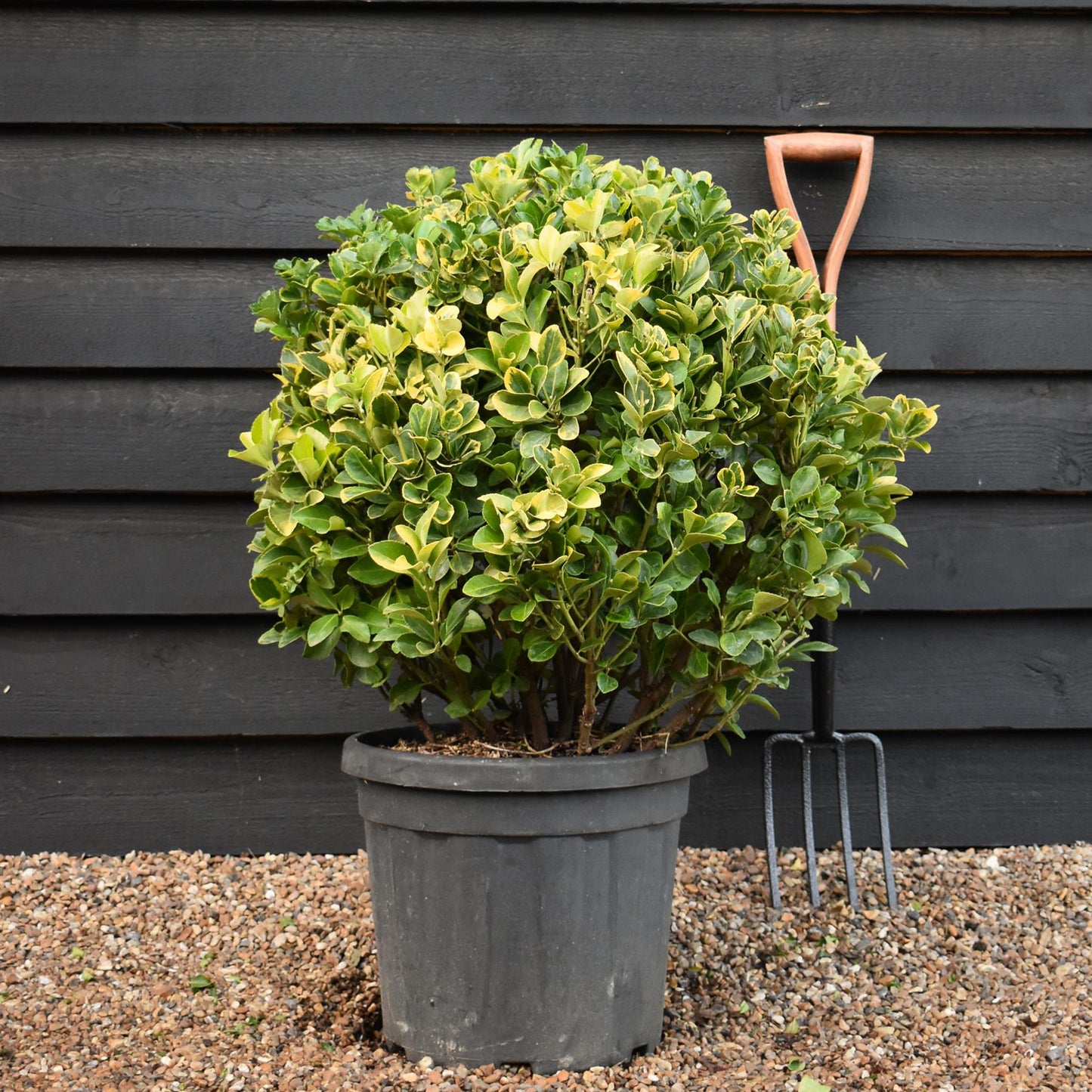 Euonymus japonicus 'Aureus' | Japanese spindle 'Aurea' - Ball - Height 60cm - 30lt