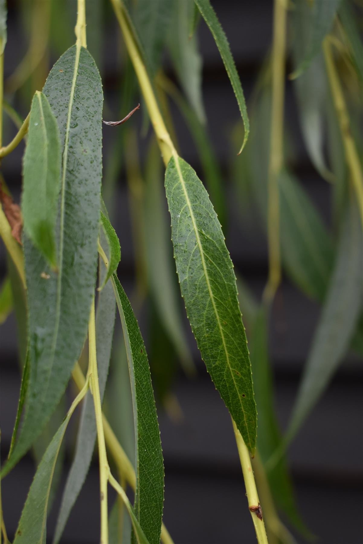 Salix Chrysocoma | Golden Weeping Willow - Clear Stem - Standard - Girth 8-10cm - Height 320-340cm - 70lt