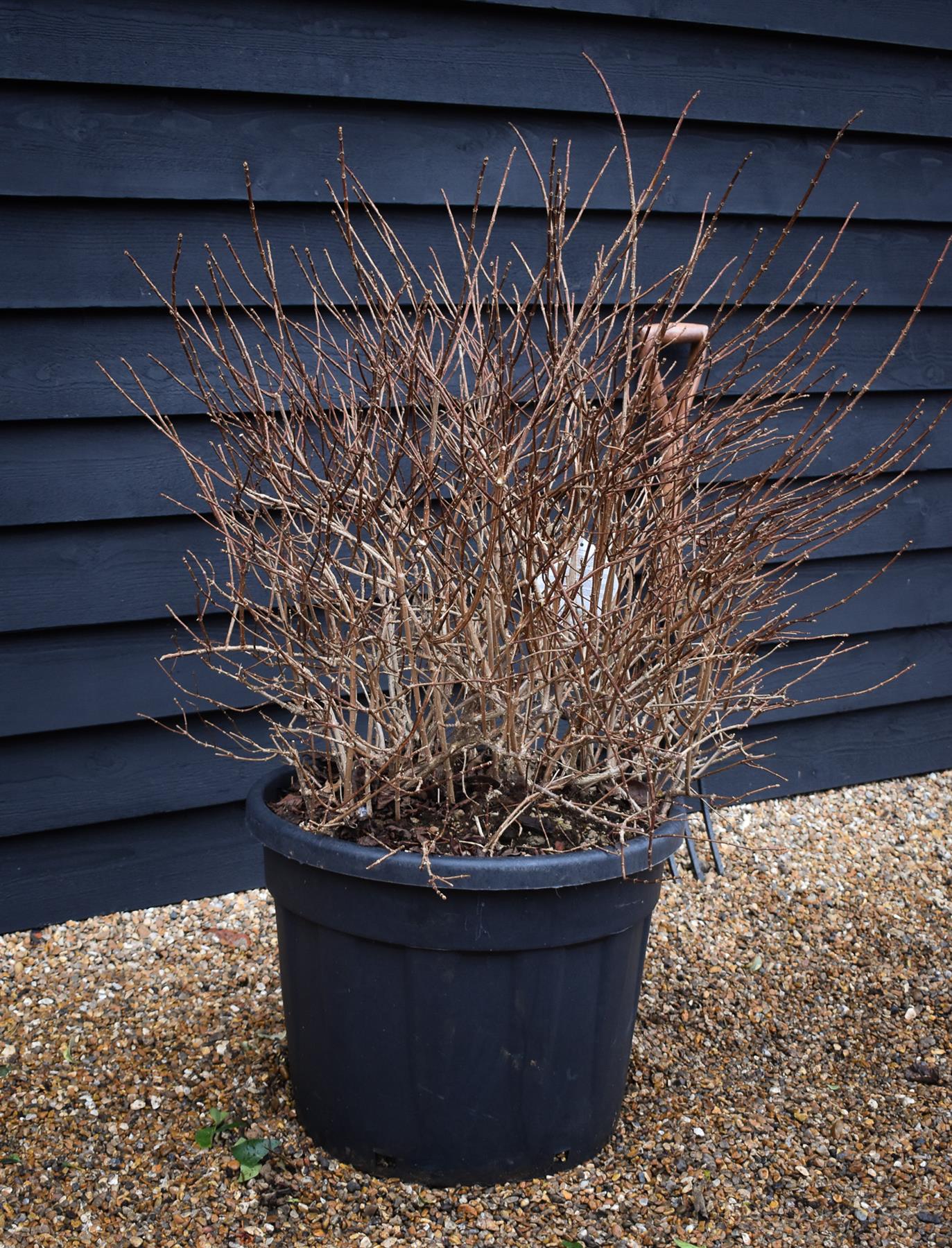 Hydrangea paniculata Vanille Fraise - Height 110-120cm - 70lt