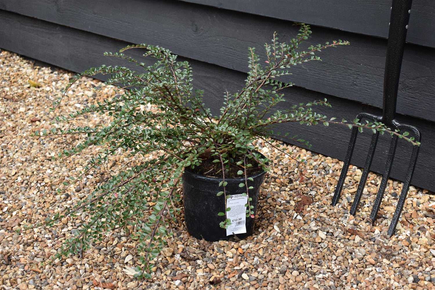 Cotoneaster 'horizontalis' - Height 10-20cm Width 15-50cm - 3lt