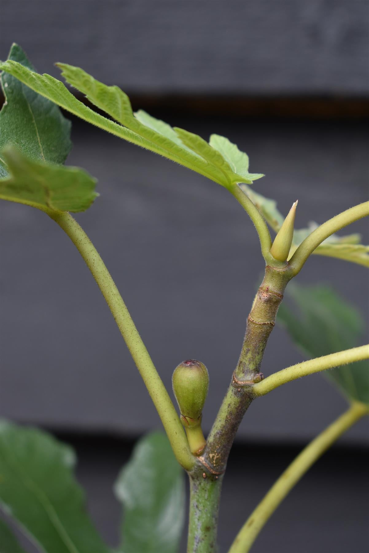 Fig | Ficus carica 'Little Miss Figgy' - Shrub - 40-60cm - 5lt