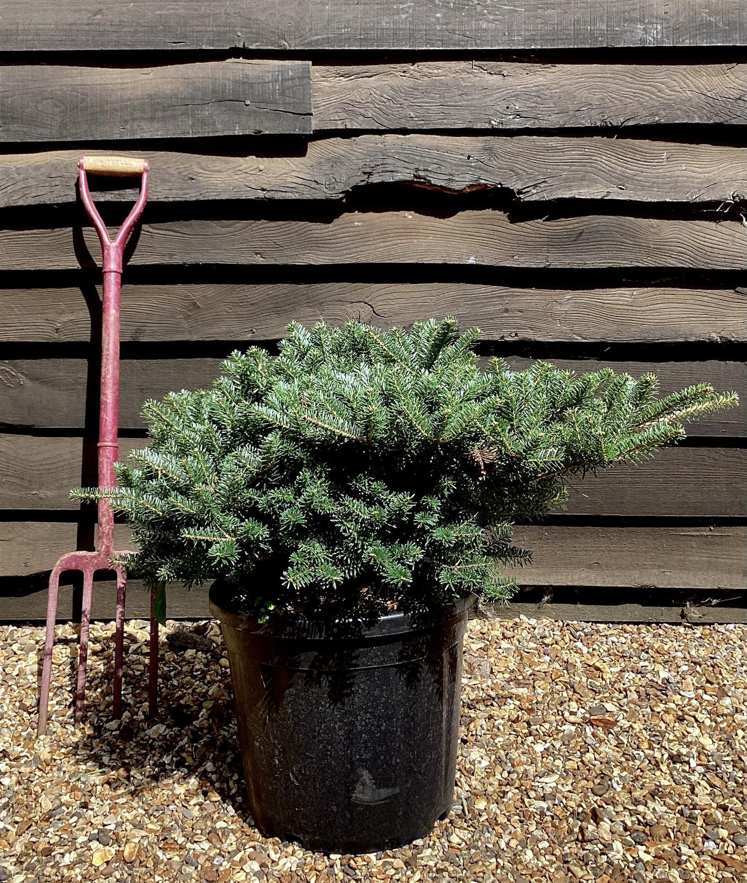 Abies koreana 'Green Carpet' | Korean fir - 50-60cm - 18lt