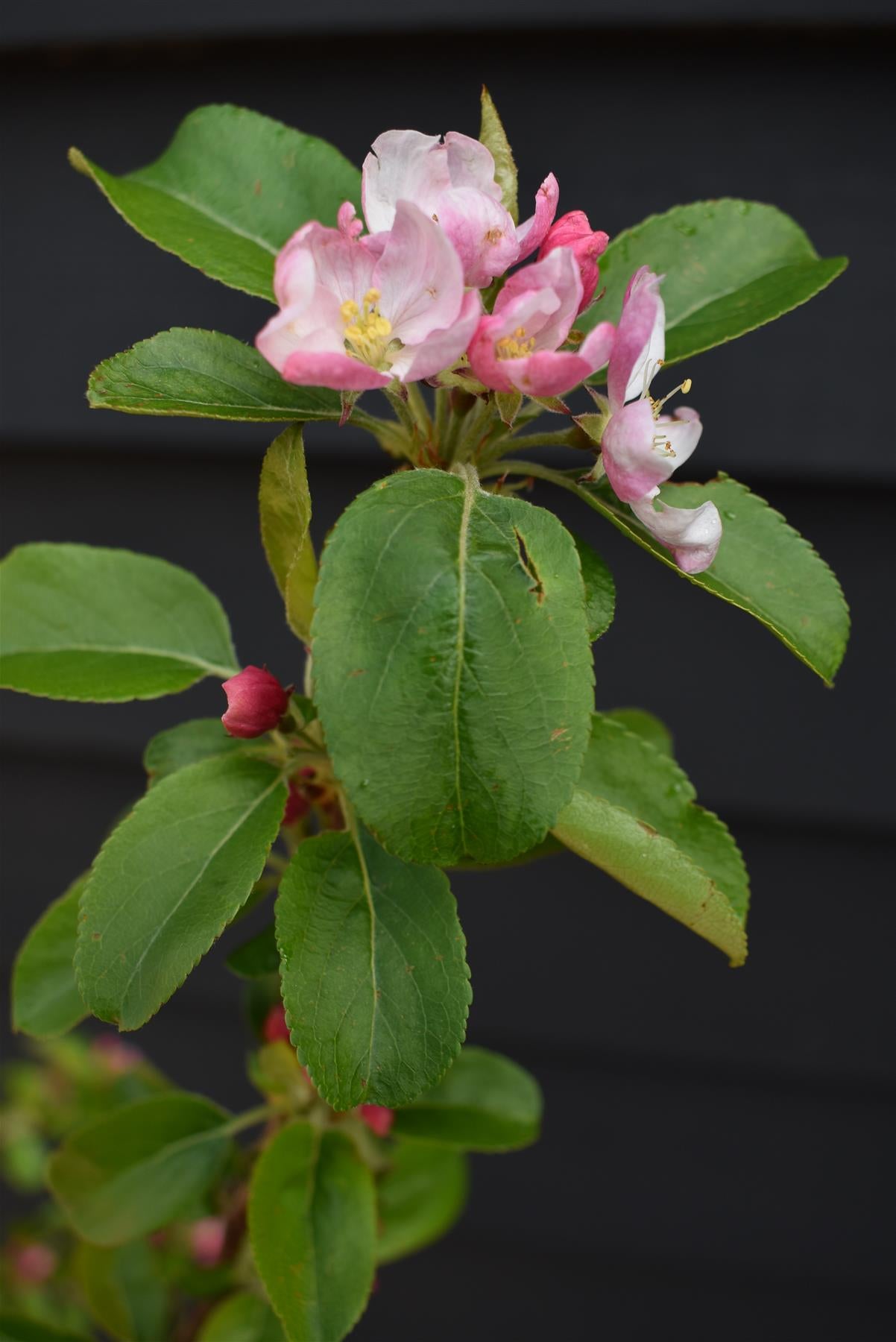 Crab apple | Malus Yellow Siberian - 160-180cm - 12lt