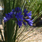 Agapanthus "Ever Couple" - White and Sapphire | African Lily  - 30-50cm - 6lt