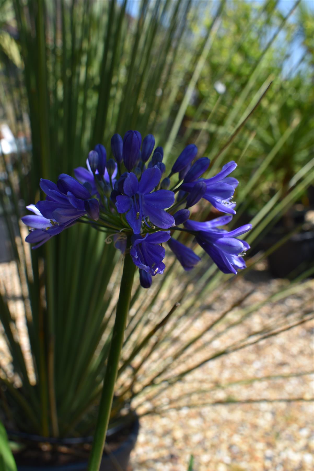 Agapanthus "Ever Couple" - White and Sapphire | African Lily  - 30-50cm - 6lt