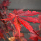 Japanese Maple 'Trompenburg' | Acer palmatum  - Bushy - Height 100-150cm - 18-20lt