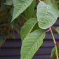 Prunus 'Kanzan' Standard | Cherry ‘Kanzan’ - Clear Stem - Standard - Girth 8-10cm - Height 290-310cm - 70lt