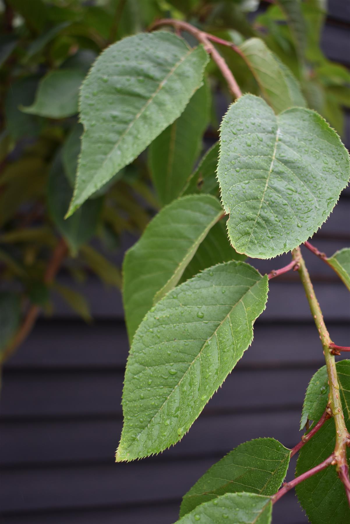 Prunus 'Kanzan' Standard | Cherry ‘Kanzan’ - Clear Stem - Standard - Girth 8-10cm - Height 290-310cm - 70lt