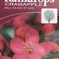 Crab apple | Malus Royal Raindrops - 160-180cm - 12lt