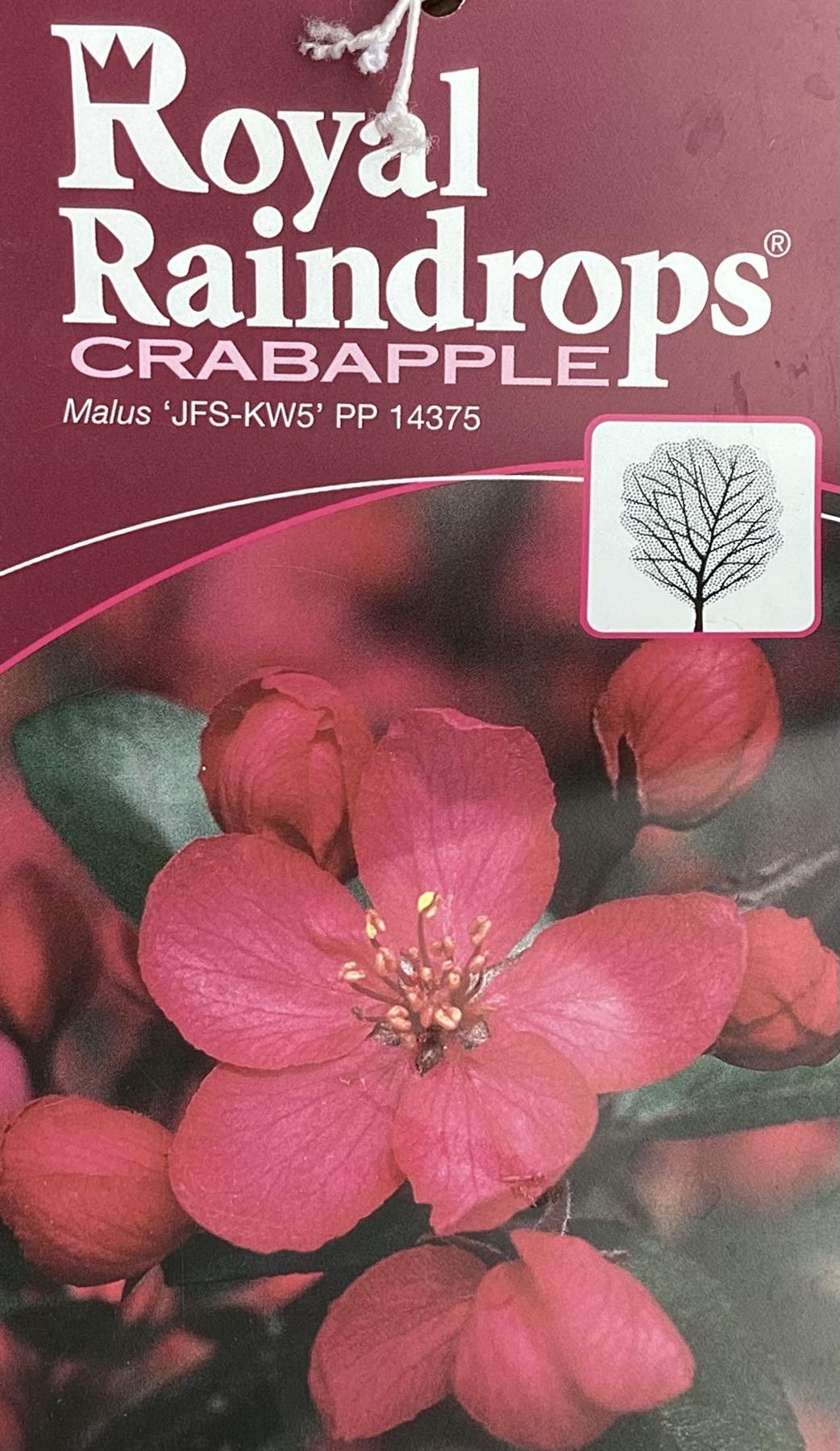 Crab apple | Malus Royal Raindrops - 160-180cm - 12lt