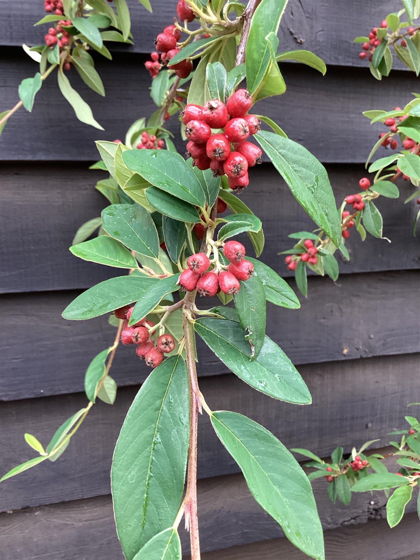 Cotoneaster 'Hybridus Pendulus' | Weeping Cotoneaster - 180-200cm, 20lt