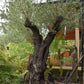 Olive Tree | Olea Europea - Mature - Unique - Cloud - 230cm - 500lt