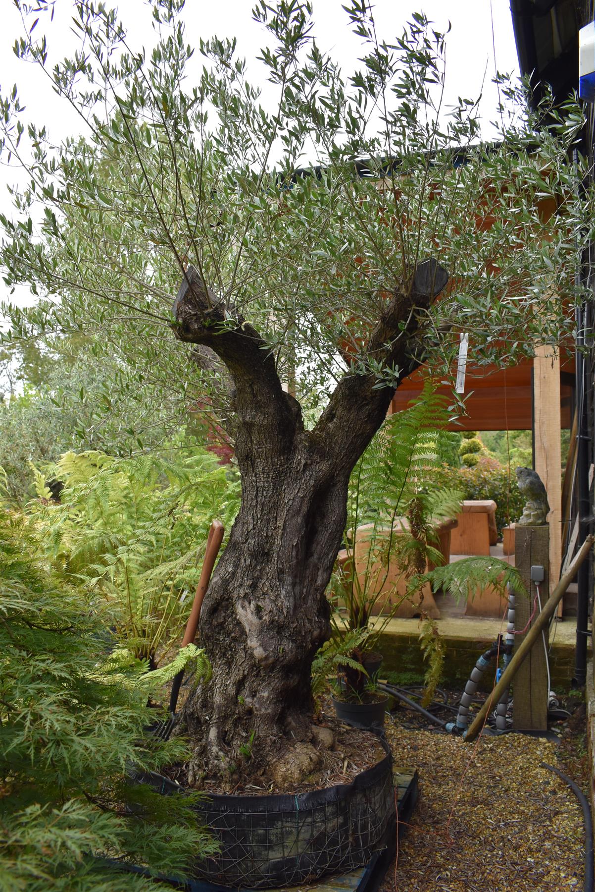 Olive Tree | Olea Europea - Mature - Unique - Cloud - 230cm - 500lt