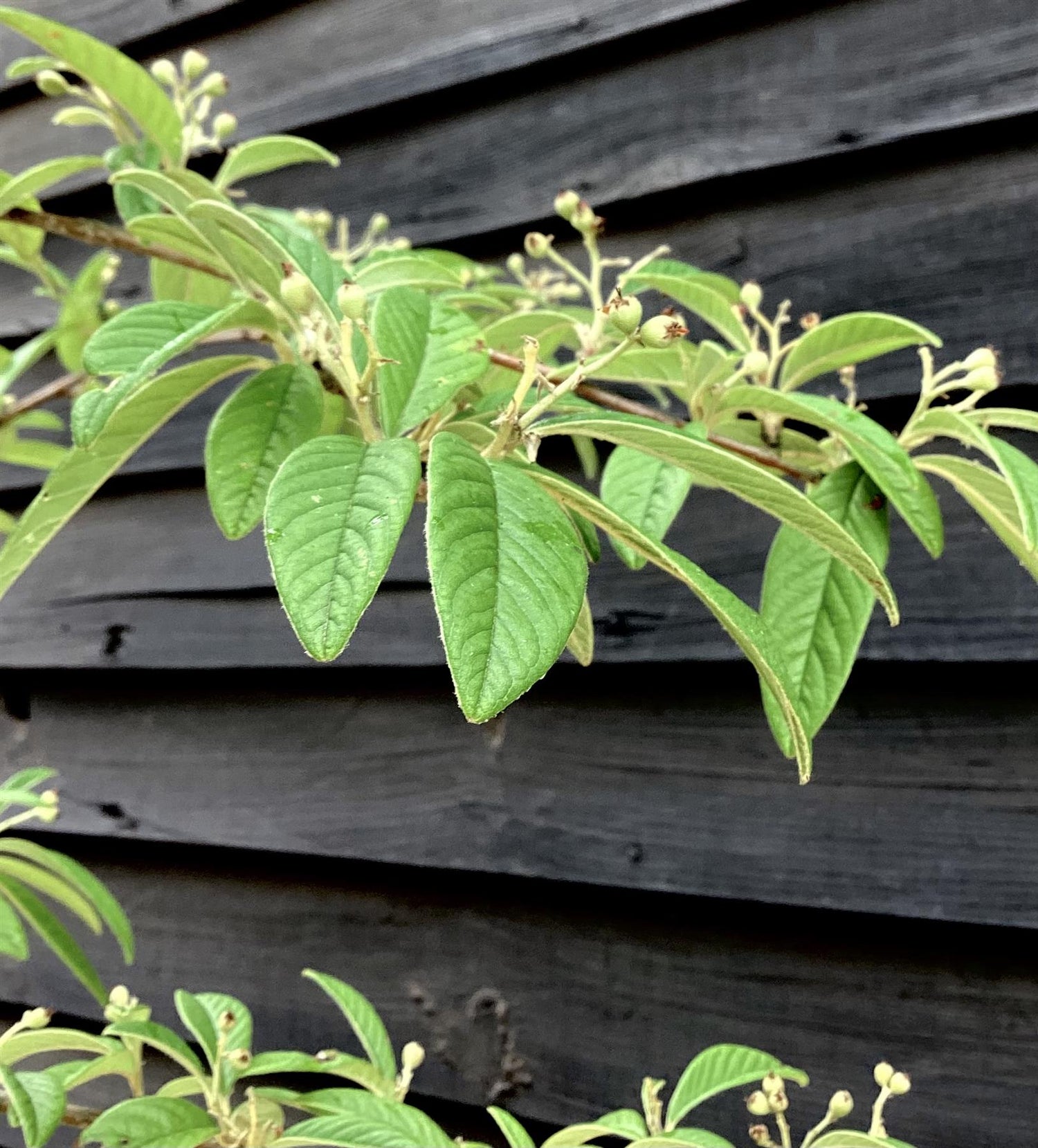 Cotoneaster Frigidus 'Cornubia' - 45lt