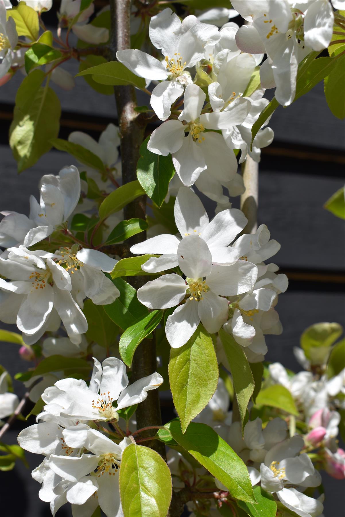 Apple tree 'John Downie' | Malus domestica - 160-180cm - 10lt