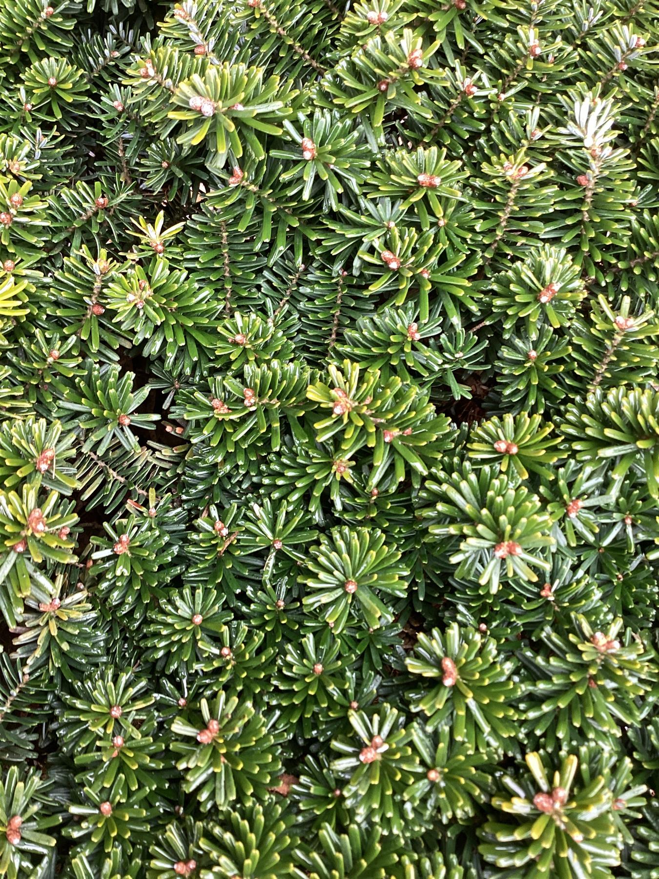 Abies koreana 'Brilliant' | Korean fir 'Brilliant' - Height 80cm - Width 50-60cm - 35lt