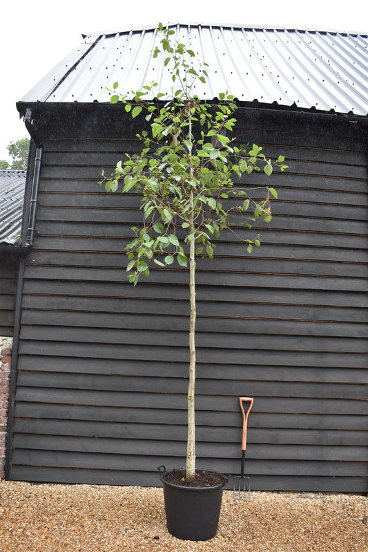 Alnus Incana - Grey Alder tree - Clear Stem - Standard - Girth 12-14cm - Height 380-400cm - 70lt