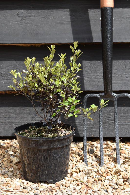 Pittosporum Tom Thumb - 15-25cm - 3lt