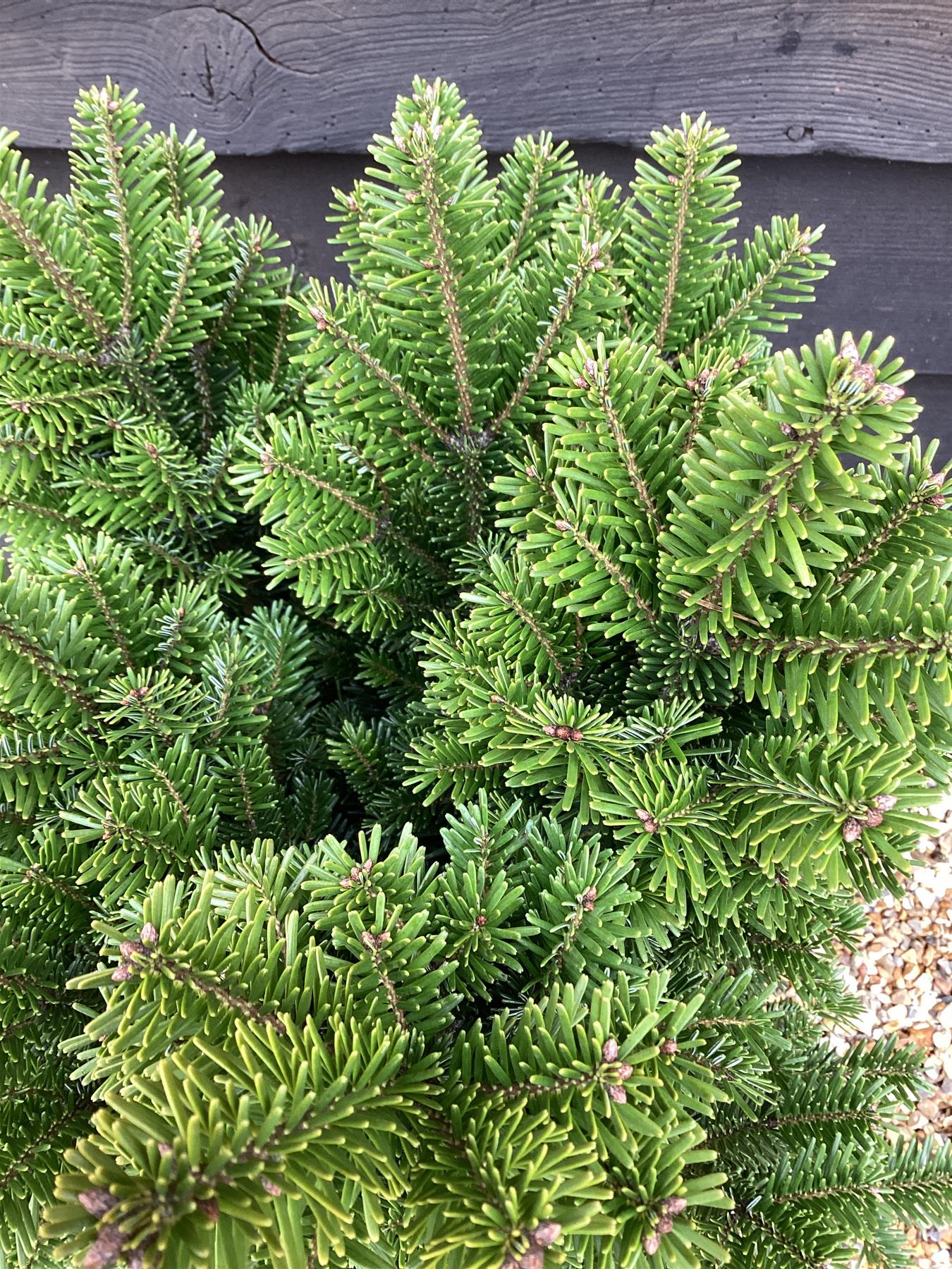 Abies Alba Fastigata | European Silver Fir - 85cm -18lt