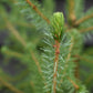 Picea Omorika | Serbian Spruce - Height 70-90cm - 3lt