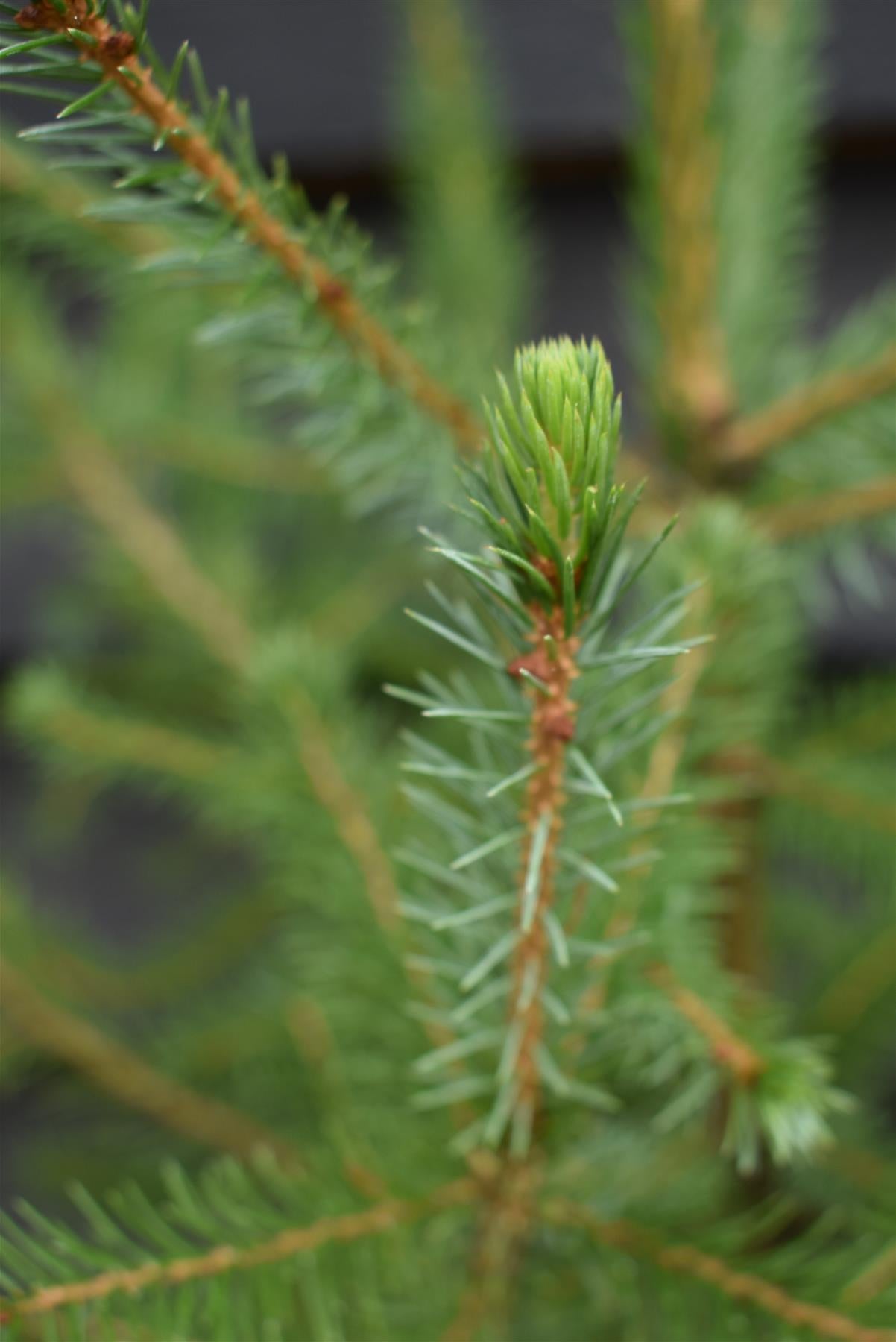 Picea Omorika | Serbian Spruce - Height 70-90cm - 3lt