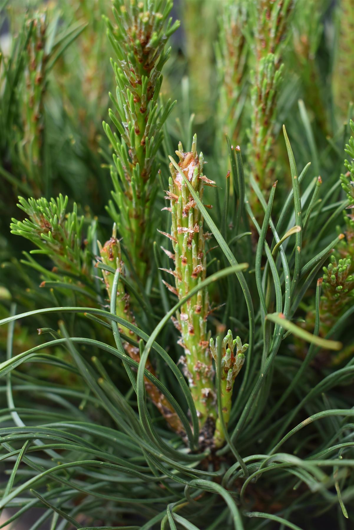 Pinus mugo 'Pumilio' | Dwarf Mountain Pine - Height 20-30cm - Width 20-30cm - 8lt