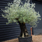 Olive Tree |  Olea Europea - Specimen - Leaning gnarly - Trunk height 80cm - Height 180-200cm - Girth 115cm - 240lt