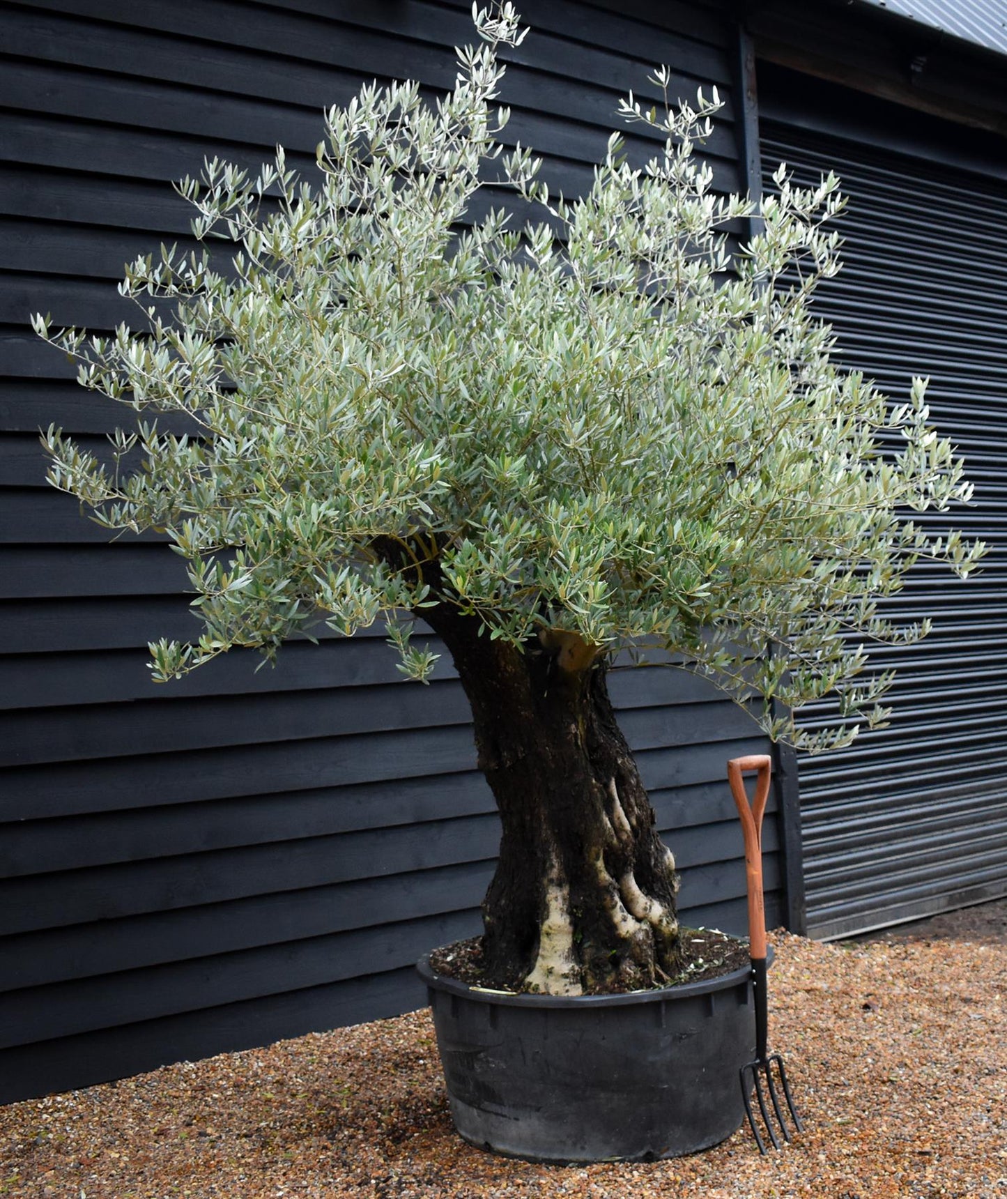 Olive Tree |  Olea Europea - Specimen - Leaning gnarly - Trunk height 80cm - Height 180-200cm - Girth 115cm - 240lt