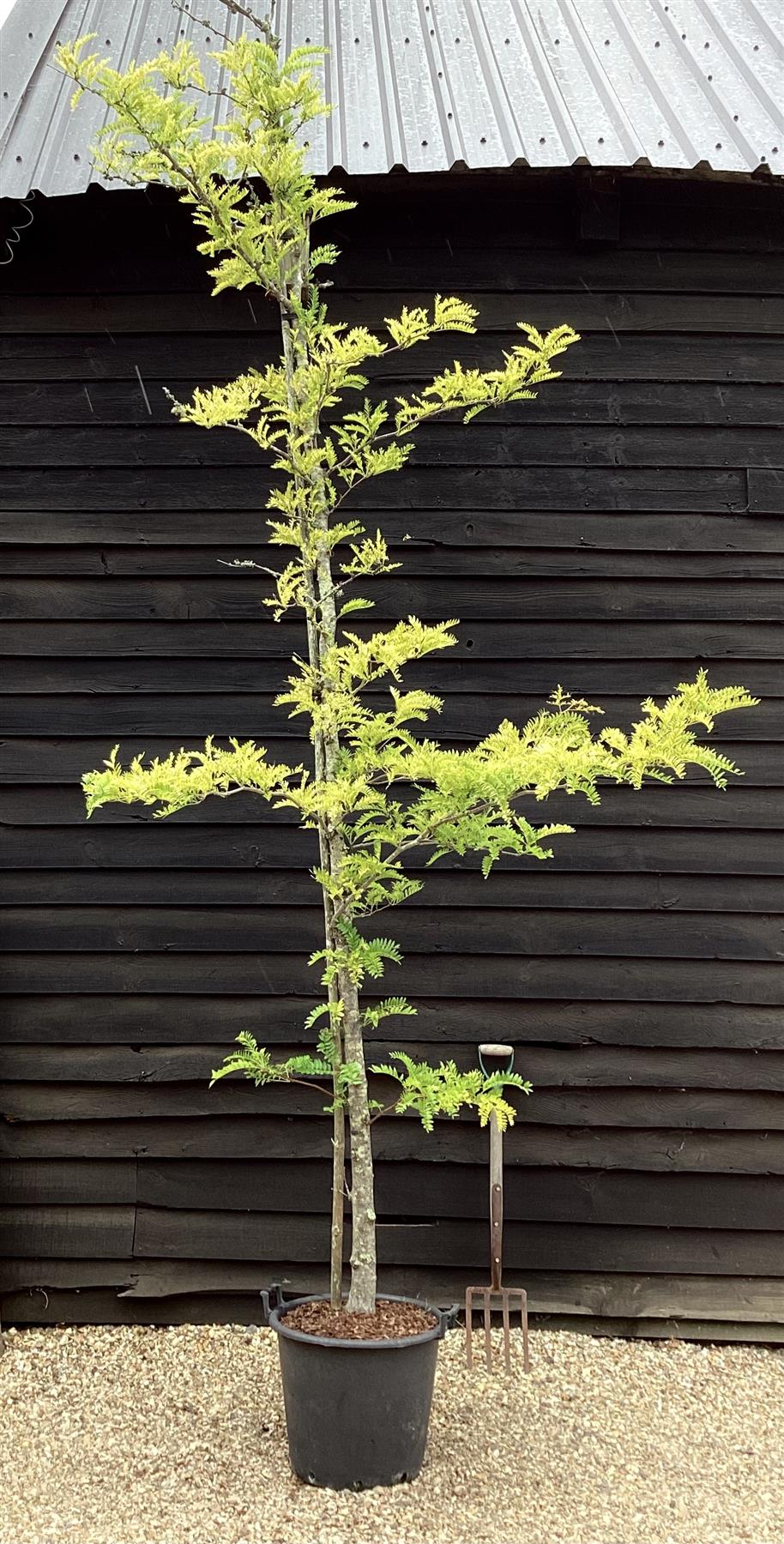 Gleditsia triacanthos Sunburst | Honey Locust 'Sunburst' - 70lt