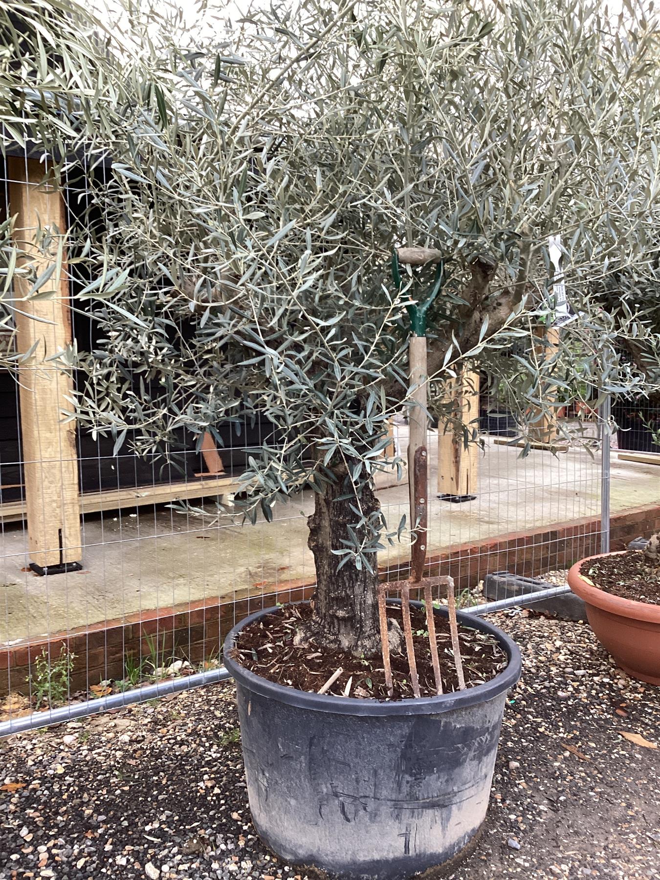 Olive Tree | Olea Europea 1/2 Std Girth 52cm - 210-220cm, 160lt