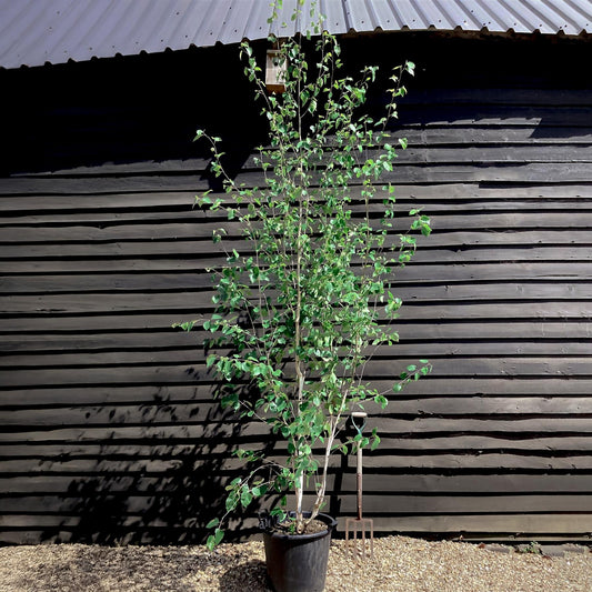 Himalayan Silver Birch | Betula utilis - Multistem - Height 350-400cm - 150lt