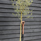 Olive Tree | Olea Europea -  Stem 90-100cm - Girth 8-10cm - Height 180-200cm - 30lt