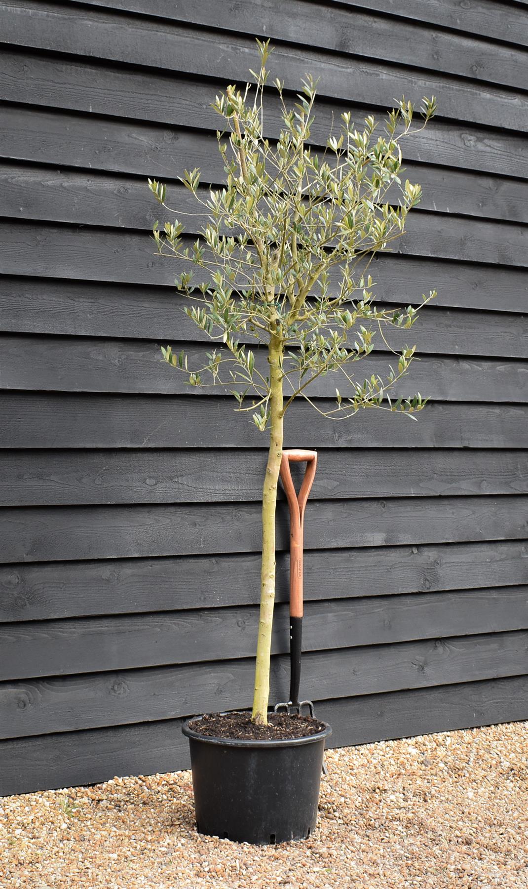 Olive Tree | Olea Europea -  Stem 90-100cm - Girth 8-10cm - Height 180-200cm - 30lt