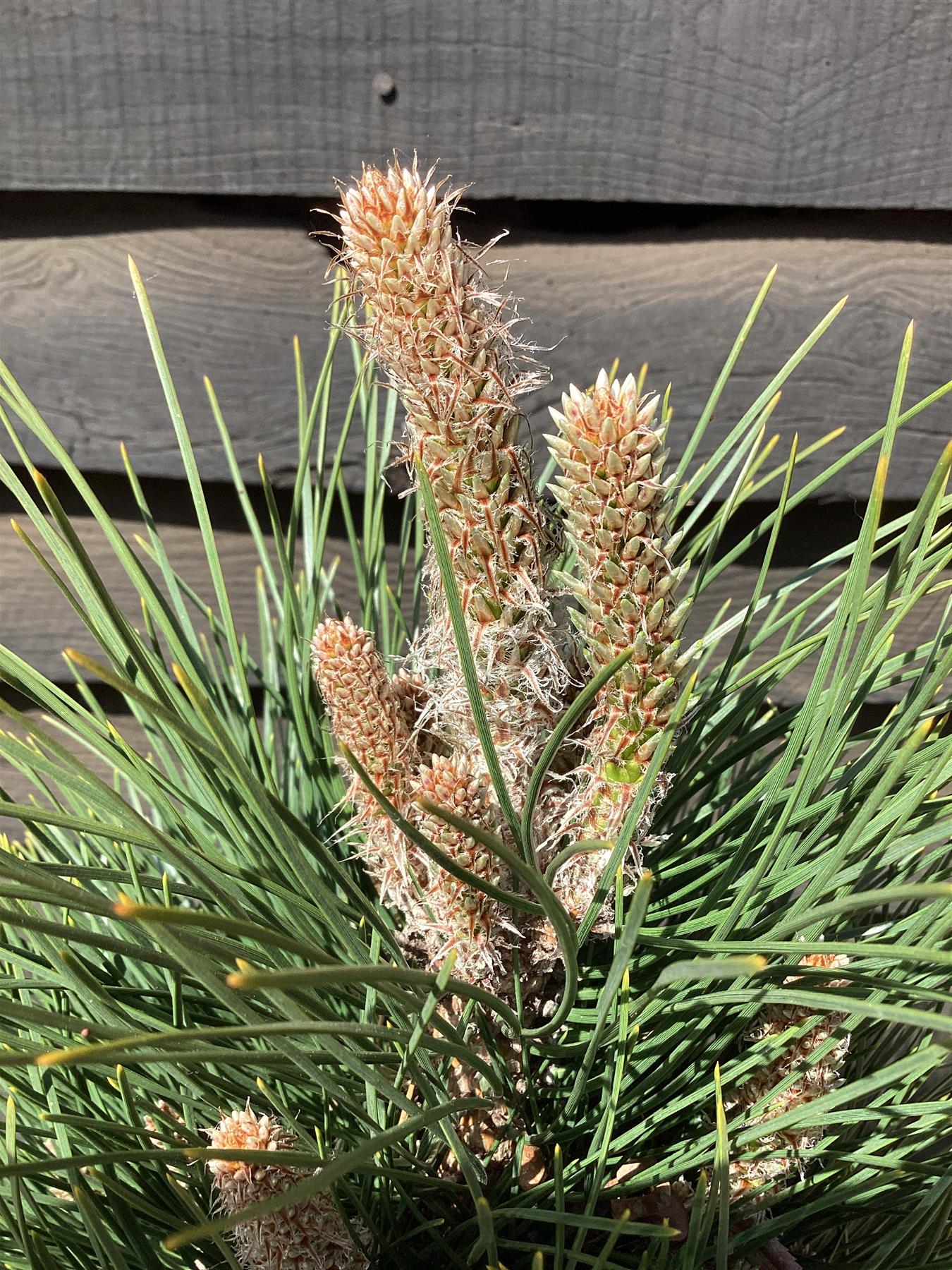 Pinus nigra 'Green Tower' | Austrian pine 'Green Tower' - 80-90cm, 20lt