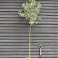 Malus 'Evereste' - Clear Stem - Standard - Girth 8-10cm - Height 320-340cm - 70lt