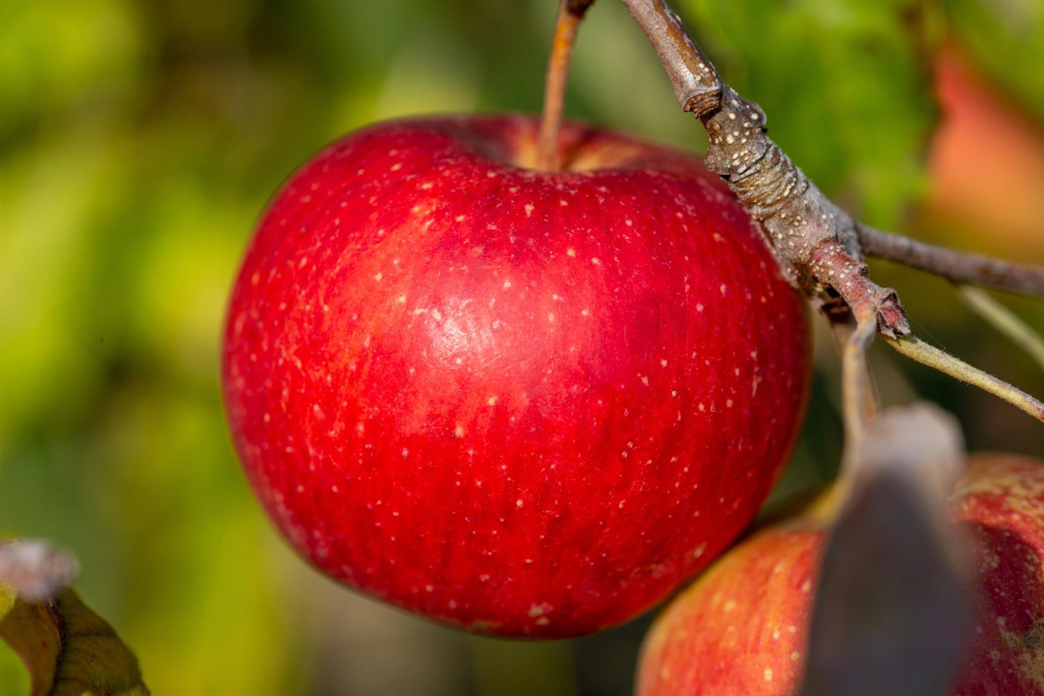 Apple tree 'Fiesta Red Pippin' MM106 | Malus domestica - 180-200cm - 12lt