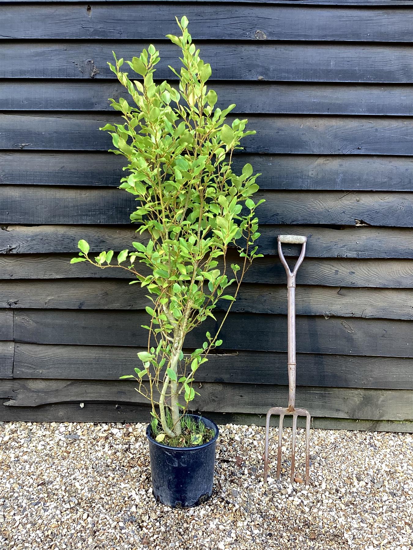 Griselinia littoralis | New Zealand Broadleaf - 100-140cm, 15lt